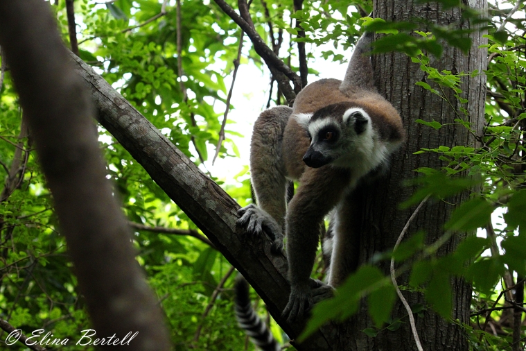 lemur catta